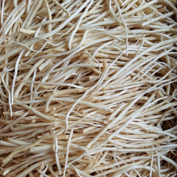 삼채(뿌리부추)